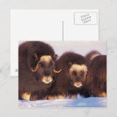 Nordamerika, USA, Alaska, Polarkreis, Postkarte (Vorne/Hinten)