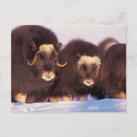 Nordamerika, USA, Alaska, Polarkreis, Postkarte (Vorderseite)