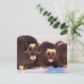 Nordamerika, USA, Alaska, Polarkreis, Postkarte (Stehend Vorderseite)