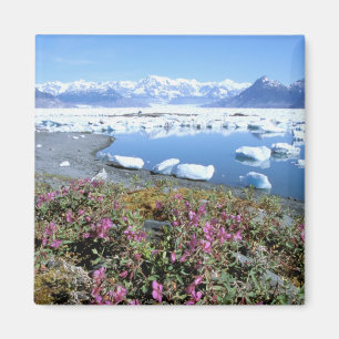 Nordamerika, USA, Alaska, Prinz William Magnet