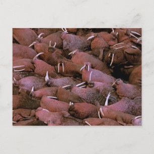 Nordamerika, USA, Alaska, Yukon-Delta-National Postkarte