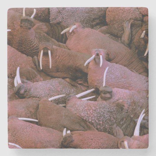 Nordamerika, USA, Alaska, Yukon Delta National Steinuntersetzer (Vorderseite)