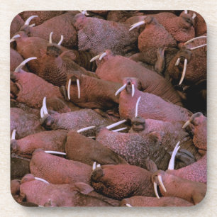 Nordamerika, USA, Alaska, Yukon Delta National Untersetzer