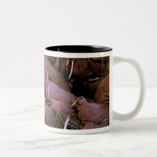 Nordamerika, USA, Alaska, Yukon-Delta-National Zweifarbige Tasse