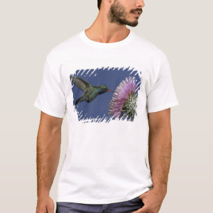 Nordamerika, USA, Arizona. Breitgesicht T-Shirt