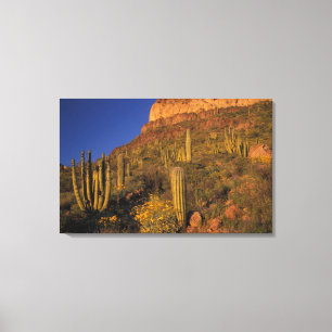 Nordamerika, USA, Arizona, Orgelpfeife Cactus 2 Leinwanddruck