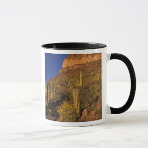 Nordamerika, USA, Arizona, Orgelpfeife Cactus 2 Tasse
