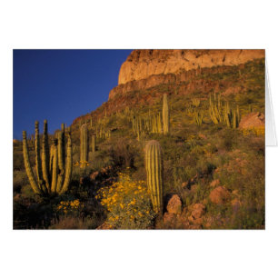 Nordamerika, USA, Arizona, Orgelpfeife Kaktus 2