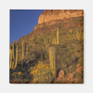 Nordamerika, USA, Arizona, Orgelpfeife Kaktus 2 Magnet