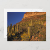 Nordamerika, USA, Arizona, Orgelpfeife Kaktus 2 Postkarte (Vorne/Hinten)