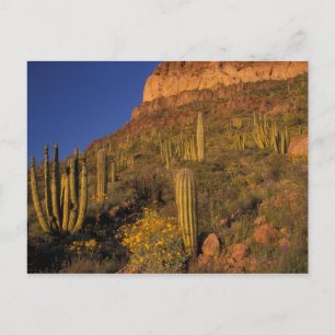 Nordamerika, USA, Arizona, Orgelpfeife Kaktus 2 Postkarte