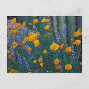 Nordamerika, USA, Arizona, Orgelpfeife Kaktus Postkarte