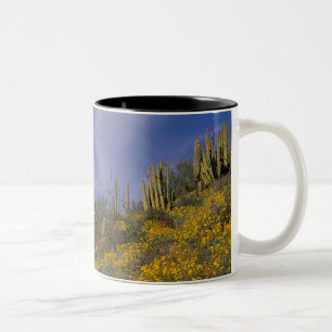 Nordamerika, USA, Arizona, Orgelpfeife Zweifarbige Tasse