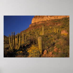 Nordamerika, USA, Arizona, Orgelpfeifenkaktus 2 Poster