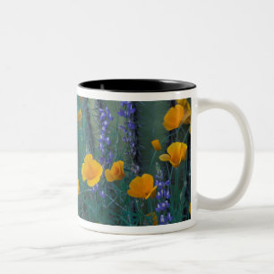 Nordamerika, USA, Arizona, Orgelpfeifenkaktus Zweifarbige Tasse