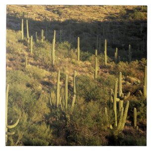 Nordamerika, USA, Arizona, Sonora-Wüste Fliese