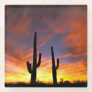 Nordamerika, USA, Arizona, Sonora-Wüste Glasuntersetzer