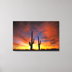 Nordamerika, USA, Arizona, Sonora-Wüste. Leinwanddruck