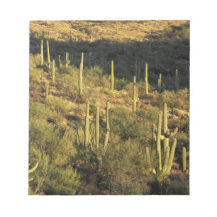 Nordamerika, USA, Arizona, Sonora-Wüste Notizblock