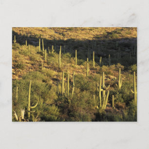Nordamerika, USA, Arizona, Sonora-Wüste Postkarte
