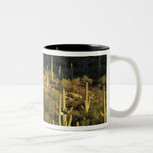 Nordamerika, USA, Arizona, Sonora-Wüste Zweifarbige Tasse