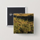 Nordamerika, USA, Arizona, Sonoran Wüste Button (Vorne & Hinten)