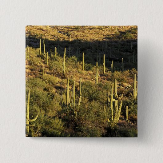 Nordamerika, USA, Arizona, Sonoran Wüste Button (Vorderseite)