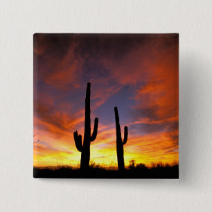 Nordamerika, USA, Arizona, Sonoran Wüste. Button