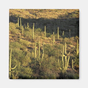 Nordamerika, USA, Arizona, Sonoran-Wüste Magnet