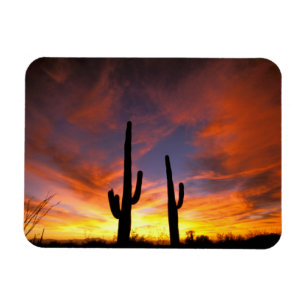 Nordamerika, USA, Arizona, Sonoran Wüste. Magnet