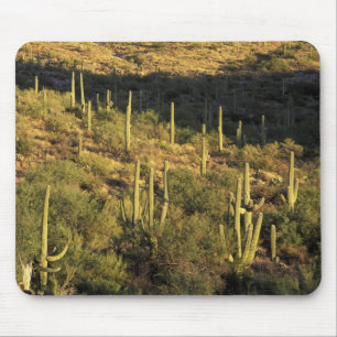 Nordamerika, USA, Arizona, Sonoran Wüste Mousepad