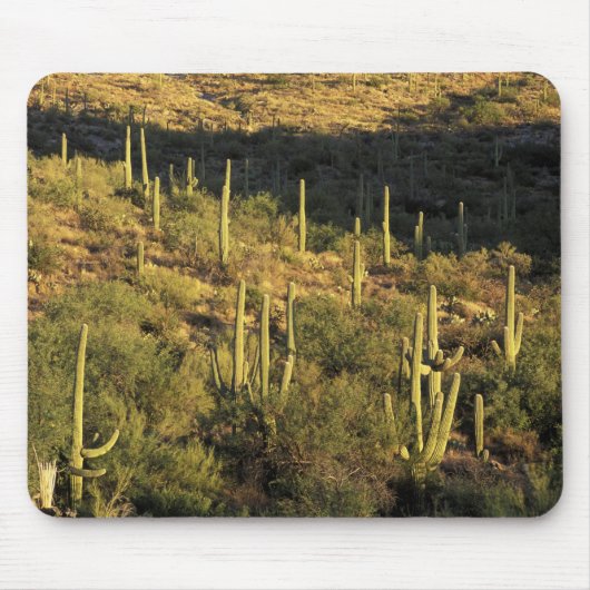 Nordamerika, USA, Arizona, Sonoran Wüste Mousepad (Vorne)
