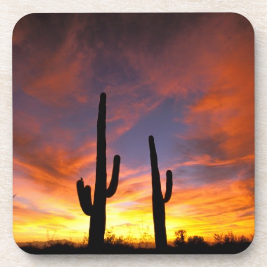 Nordamerika, USA, Arizona, Sonoran Wüste. Untersetzer (Vorderseite)