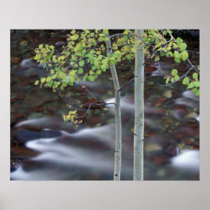 Nordamerika, USA, Colorado, San Juan Poster