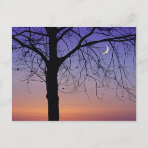 Nordamerika, USA, Florida, Dora, Postkarte