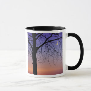Nordamerika, USA, Florida, Mt. Dora, die Tasse