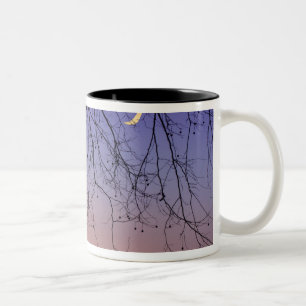 Nordamerika, USA, Florida, Mt. Dora, die Zweifarbige Tasse