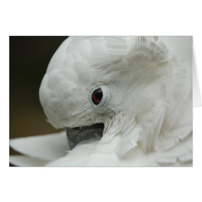 Nordamerika, USA, Florida, St. Augustine (Vorderseite (Horizontal))