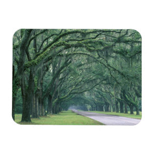Nordamerika, USA, Georgia, Savannah, Magnet