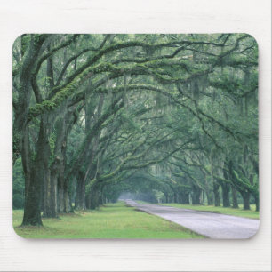 Nordamerika, USA, Georgia, Savannah, Mousepad