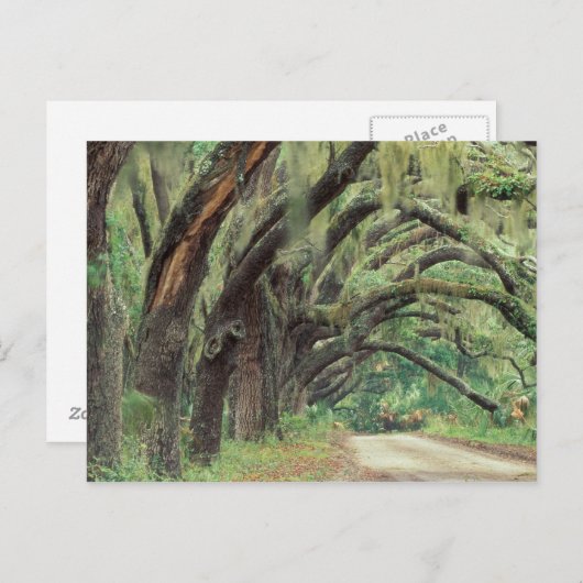 Nordamerika, USA, Georgien, Cumberland 2 Postkarte (Vorne/Hinten)