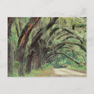 Nordamerika, USA, Georgien, Cumberland 2 Postkarte