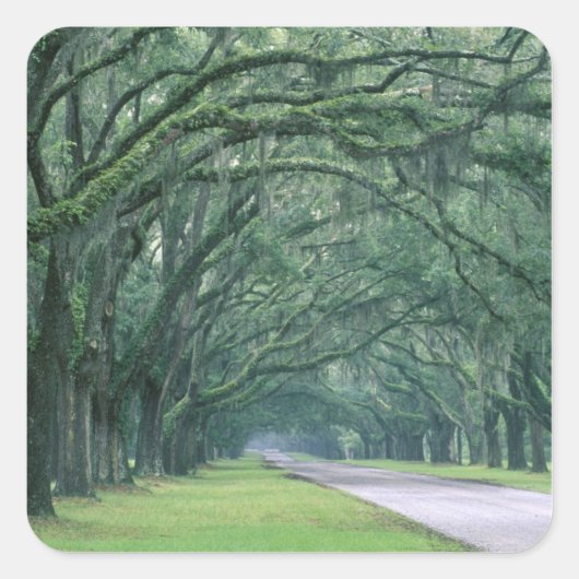 Nordamerika, USA, Georgien, Quadratischer Aufkleber (Vorderseite)