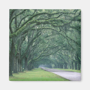 Nordamerika, USA, Georgien, Savannah, Magnet