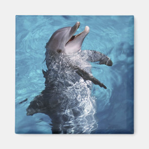 Nordamerika, USA, Hawaii. Delfin Magnet