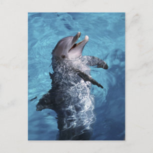 Nordamerika, USA, Hawaii. Delfin Postkarte