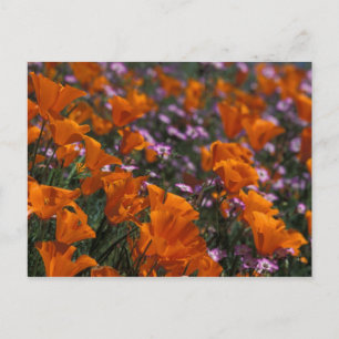 Nordamerika, USA, Kalifornien, Antelope Valley, 2 Postkarte