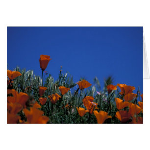 Nordamerika, USA, Kalifornien, Antelope Valley, 3