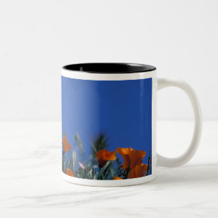 Nordamerika, USA, Kalifornien, Antelope Valley, 3 Zweifarbige Tasse