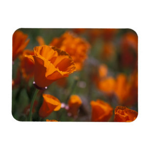Nordamerika, USA, Kalifornien, Antelope Valley, Magnet